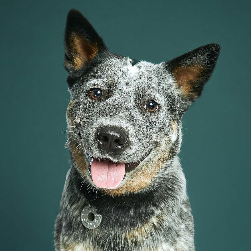 Charming Basya, The Blue Heeler