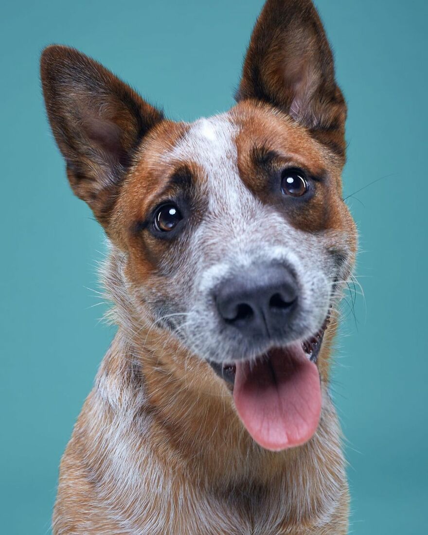 Heart-Melting Look From Dusya, The Australian Cattle Dog