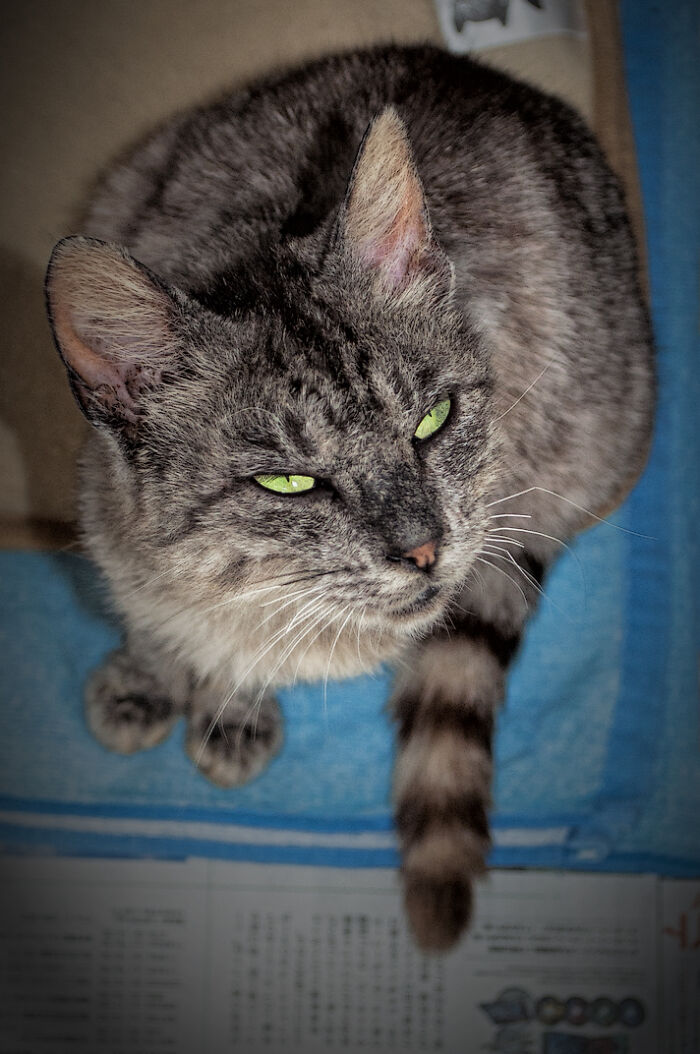 We Rescued Min-Min, Who Turned Out To Be The Most Lovely Little Girl You Could Imagine We Rescued Min-Min, Who Turned Out To Be The Most Lovely Little Girl You Could Imagine