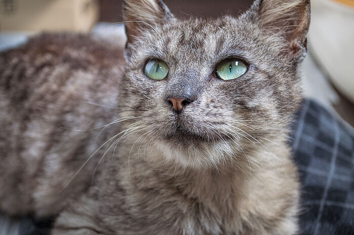 We Rescued Min-Min, Who Turned Out To Be The Most Lovely Little Girl You Could Imagine