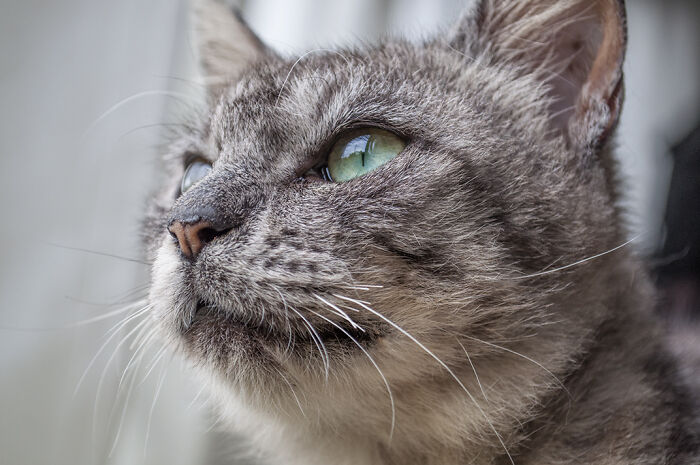 We Rescued Min-Min, Who Turned Out To Be The Most Lovely Little Girl You Could Imagine We Rescued Min-Min, Who Turned Out To Be The Most Lovely Little Girl You Could Imagine