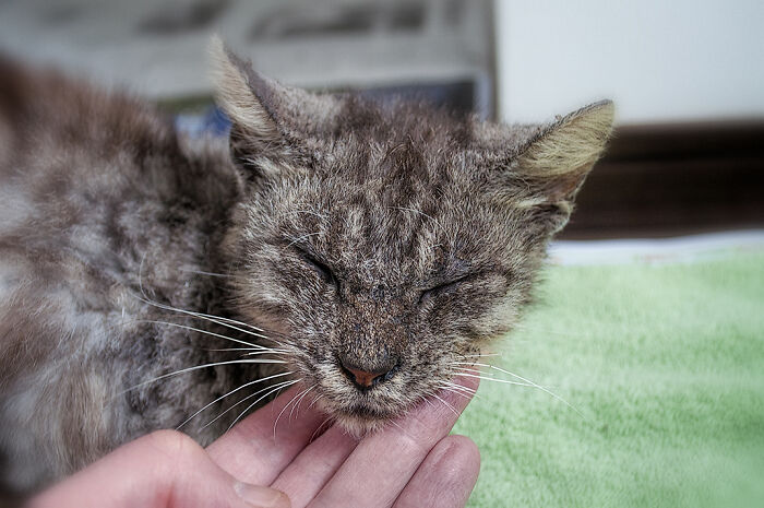 We Rescued Min-Min, Who Turned Out To Be The Most Lovely Little Girl You Could Imagine We Rescued Min-Min, Who Turned Out To Be The Most Lovely Little Girl You Could Imagine