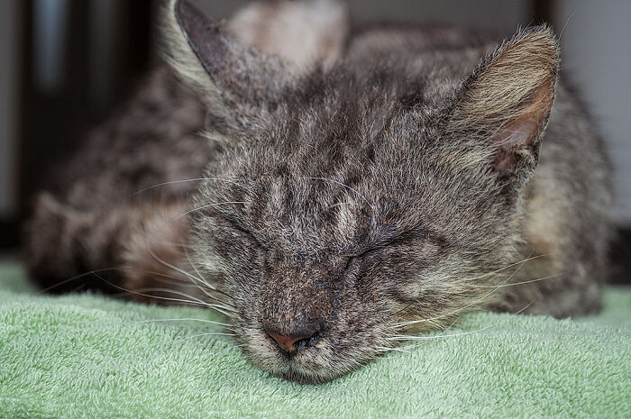 We Rescued Min-Min, Who Turned Out To Be The Most Lovely Little Girl You Could Imagine