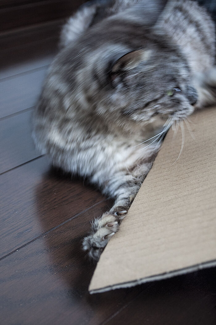 We Rescued Min-Min, Who Turned Out To Be The Most Lovely Little Girl You Could Imagine