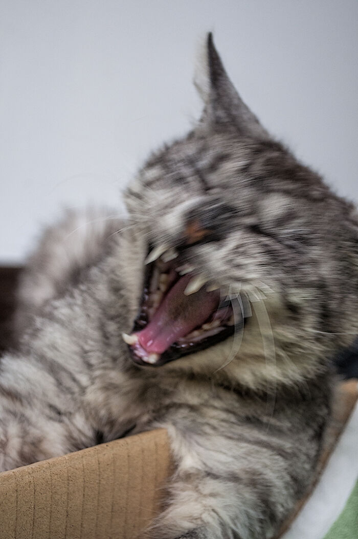 We Rescued Min-Min, Who Turned Out To Be The Most Lovely Little Girl You Could Imagine We Rescued Min-Min, Who Turned Out To Be The Most Lovely Little Girl You Could Imagine