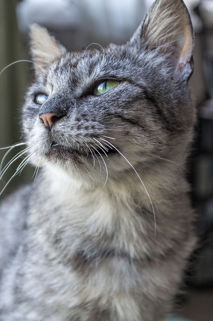 We Rescued Min-Min, Who Turned Out To Be The Most Lovely Little Girl You Could Imagine