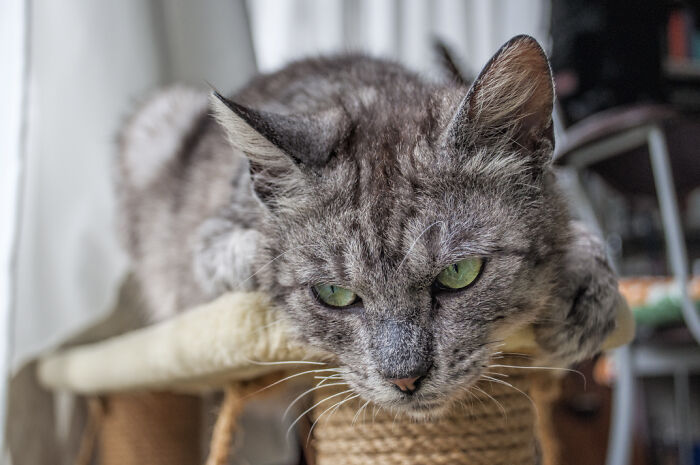 We Rescued Min-Min, Who Turned Out To Be The Most Lovely Little Girl You Could Imagine