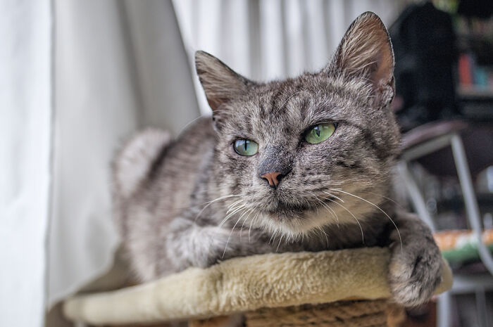 We Rescued Min-Min, Who Turned Out To Be The Most Lovely Little Girl You Could Imagine