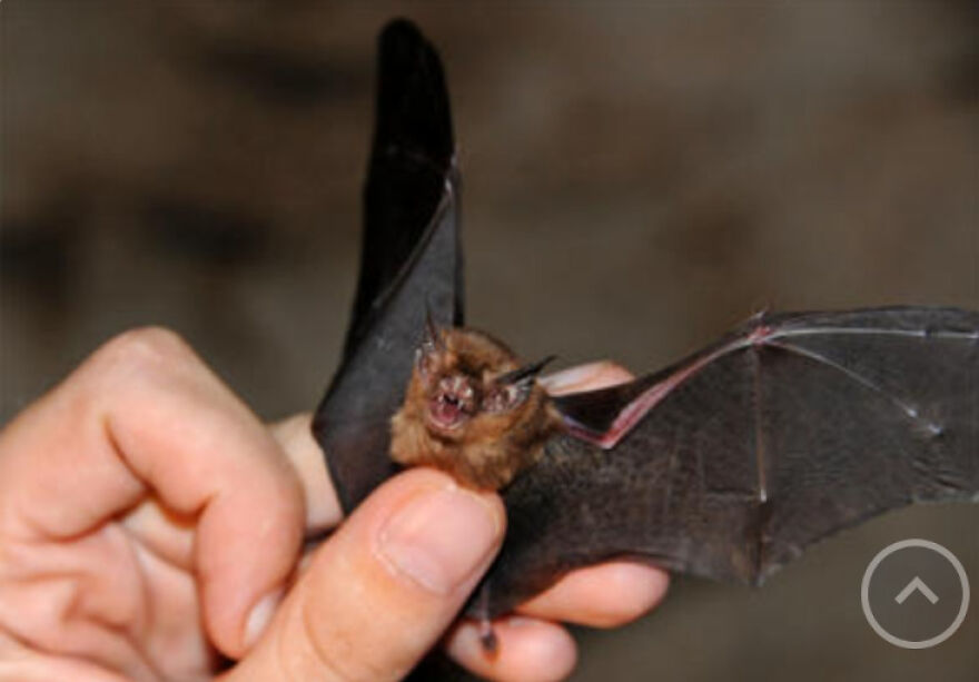 Eleven Weird Animals That Must Be Seen