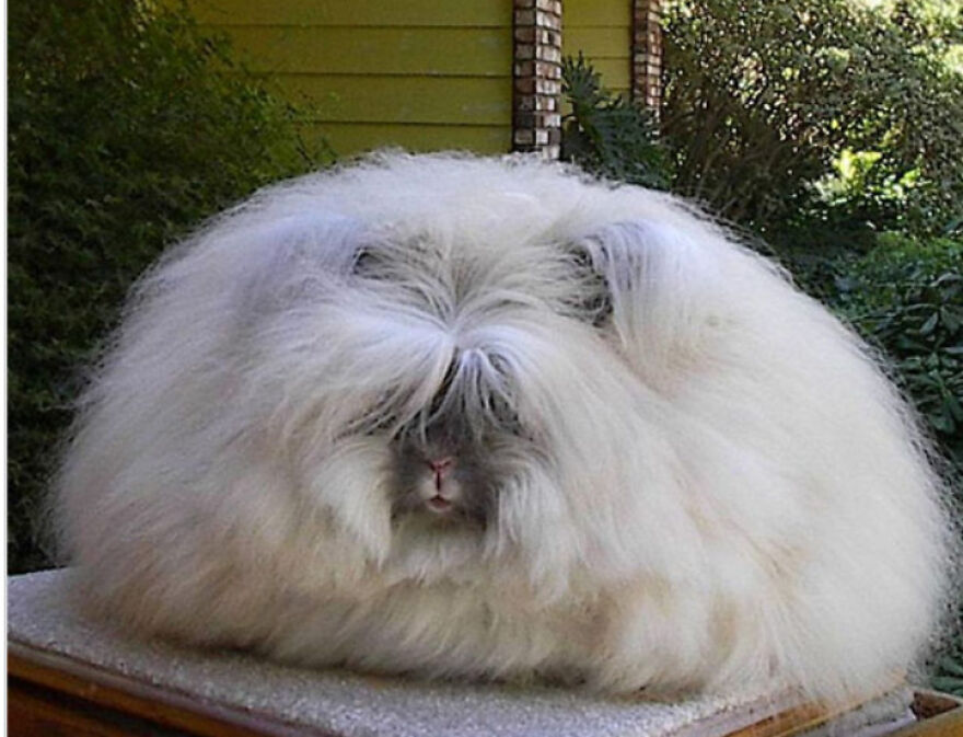 Eleven Weird Animals That Must Be Seen