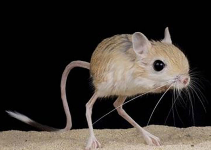 Eleven Weird Animals That Must Be Seen