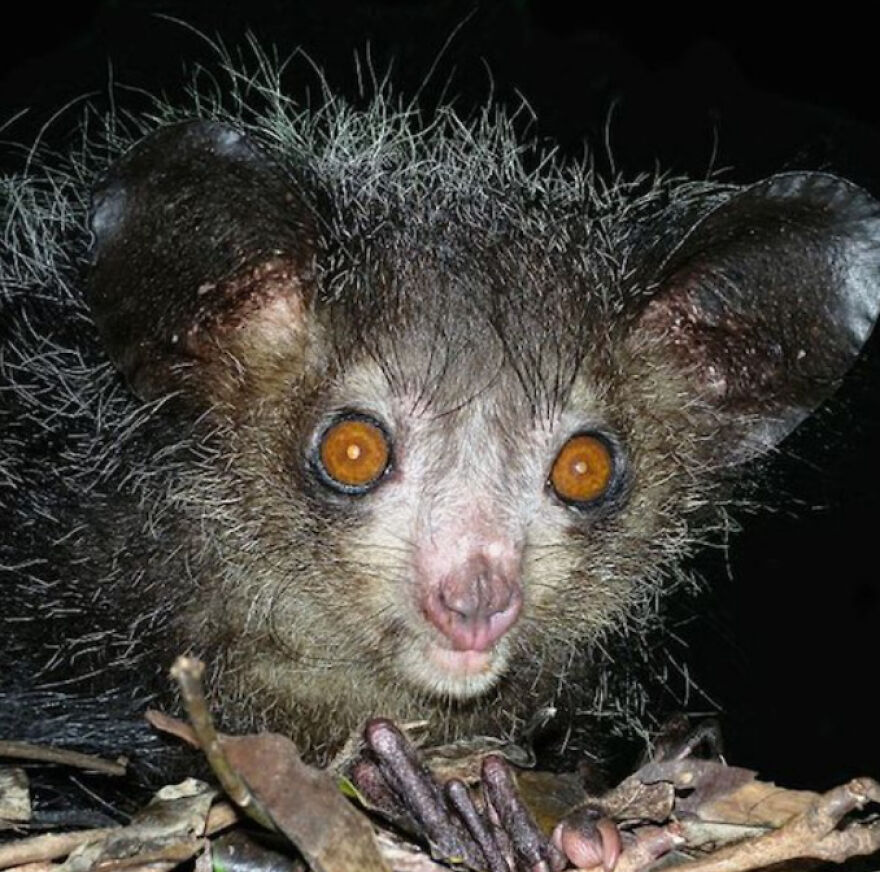 Eleven Weird Animals That Must Be Seen