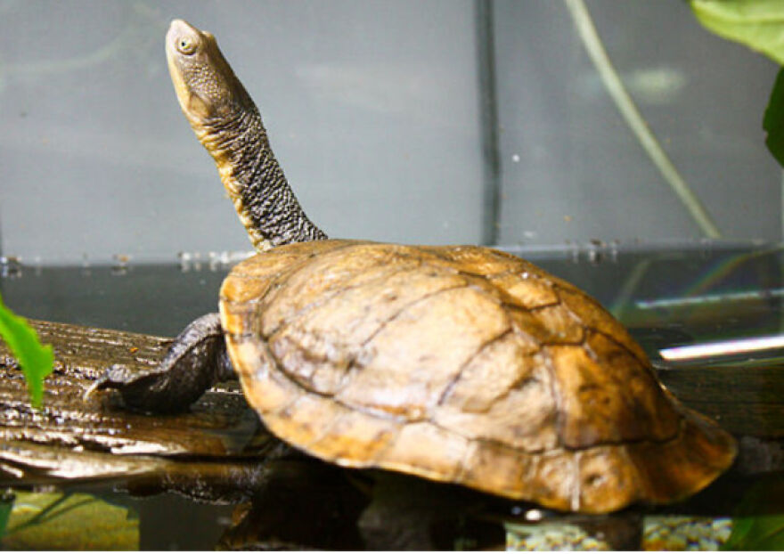 Eleven Weird Animals That Must Be Seen