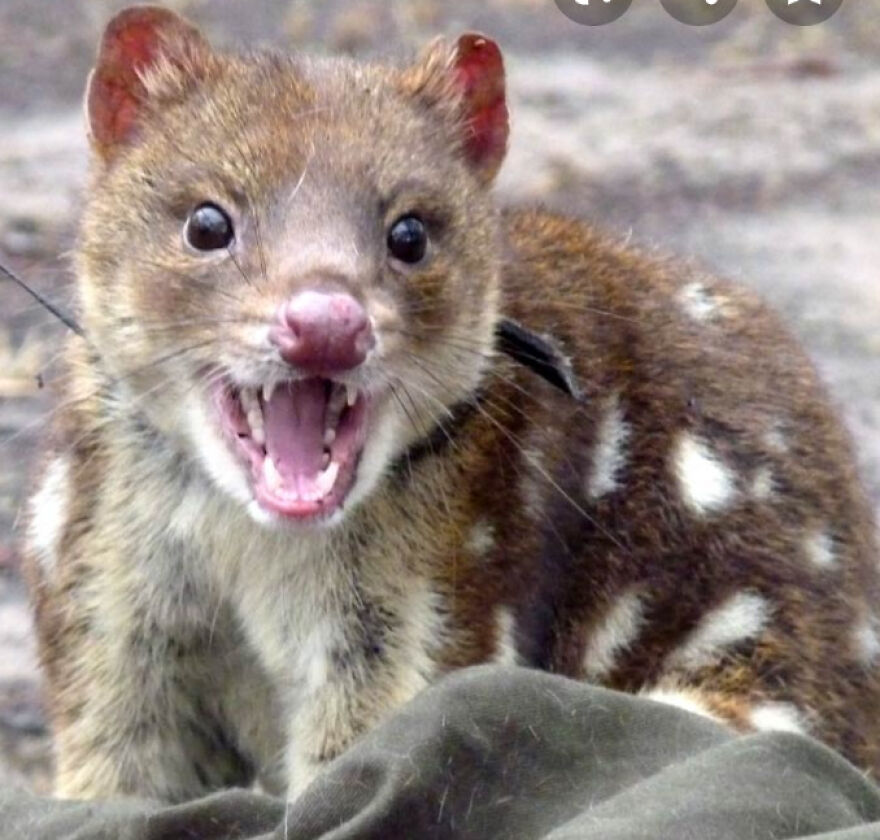 Eleven Weird Animals That Must Be Seen