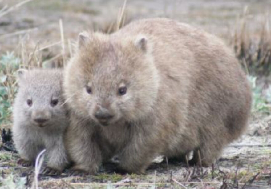 Eleven Weird Animals That Must Be Seen