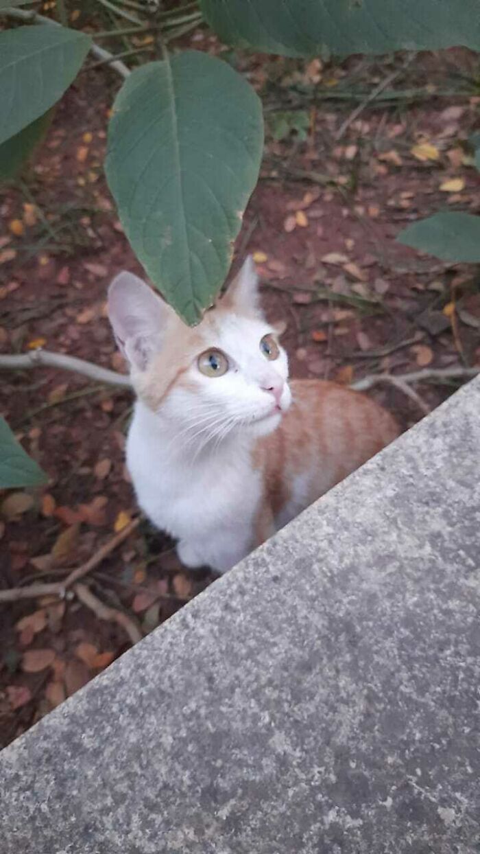 Ginger My Sweet And Adorable Stray Friend