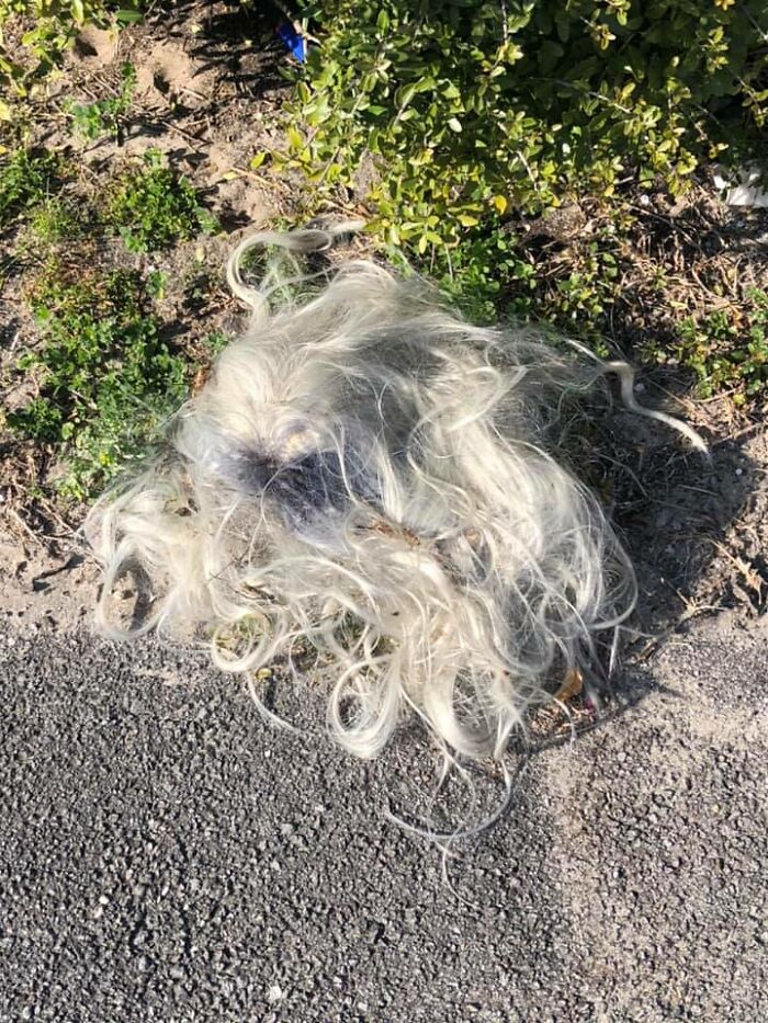 Oh My # 2. In A Parking Lot 20 Feet From Dress...