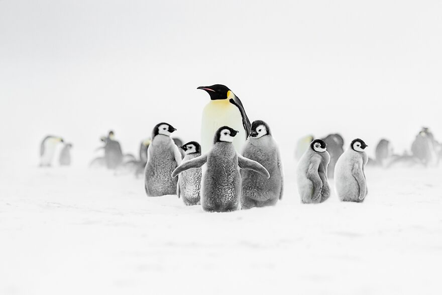 Emperor Penguins