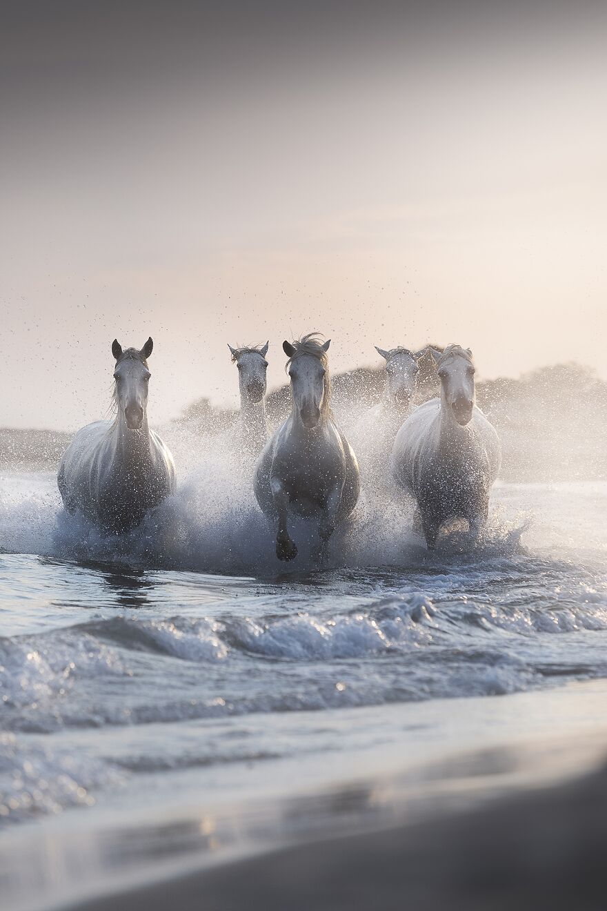 The Horses Of Neptune