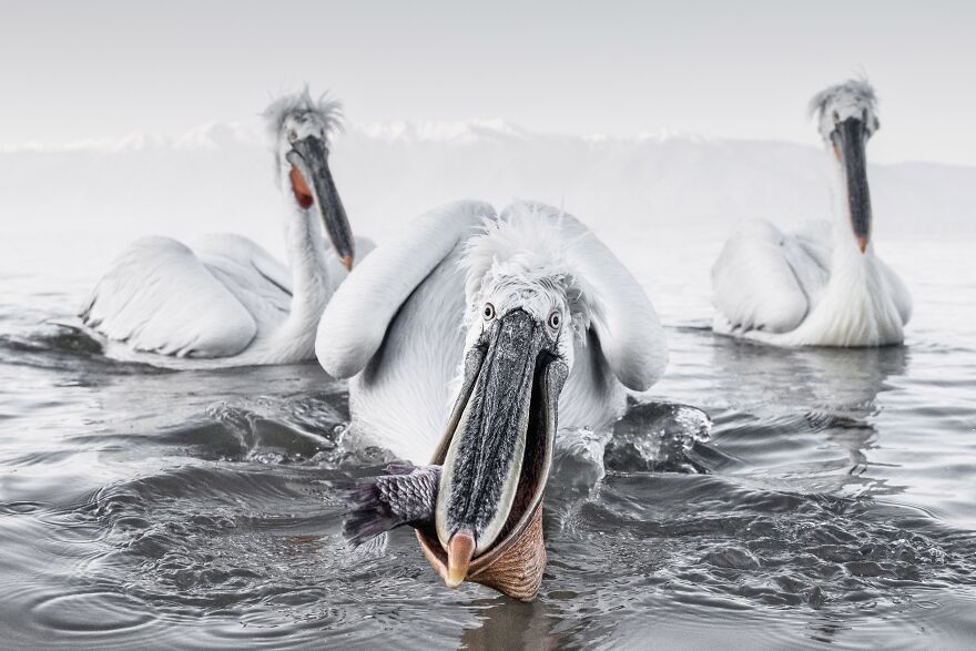 Dalmatian Pelicans