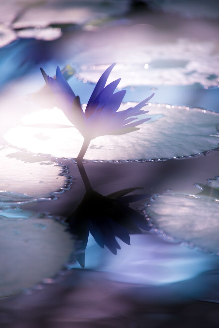 Water Lily - Direction