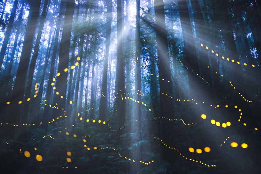 Misty Fireflies