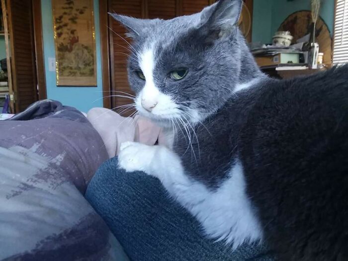 My Cat After I Cleaned Her Dirty, Infected Paws