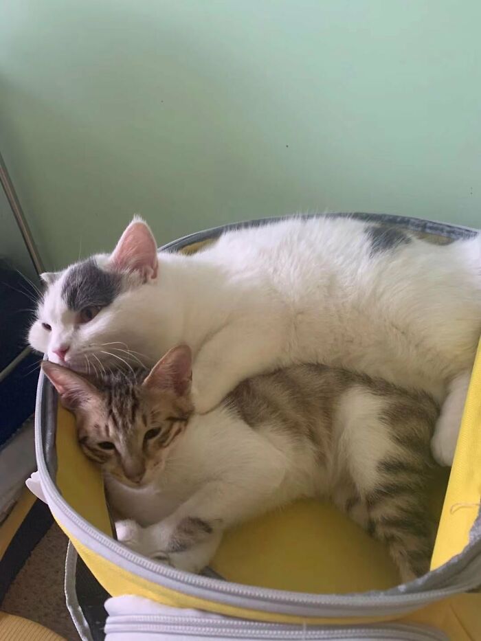 It Is So Glad To See My Girl Lives Harmony With Her New Friend In The Adoption Family