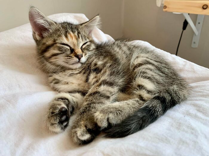 My Boyfriend And I Adopted This Tiny Fluff 3 Days Ago, And We Are Just In Love. Reddit, Meet Sergueï!