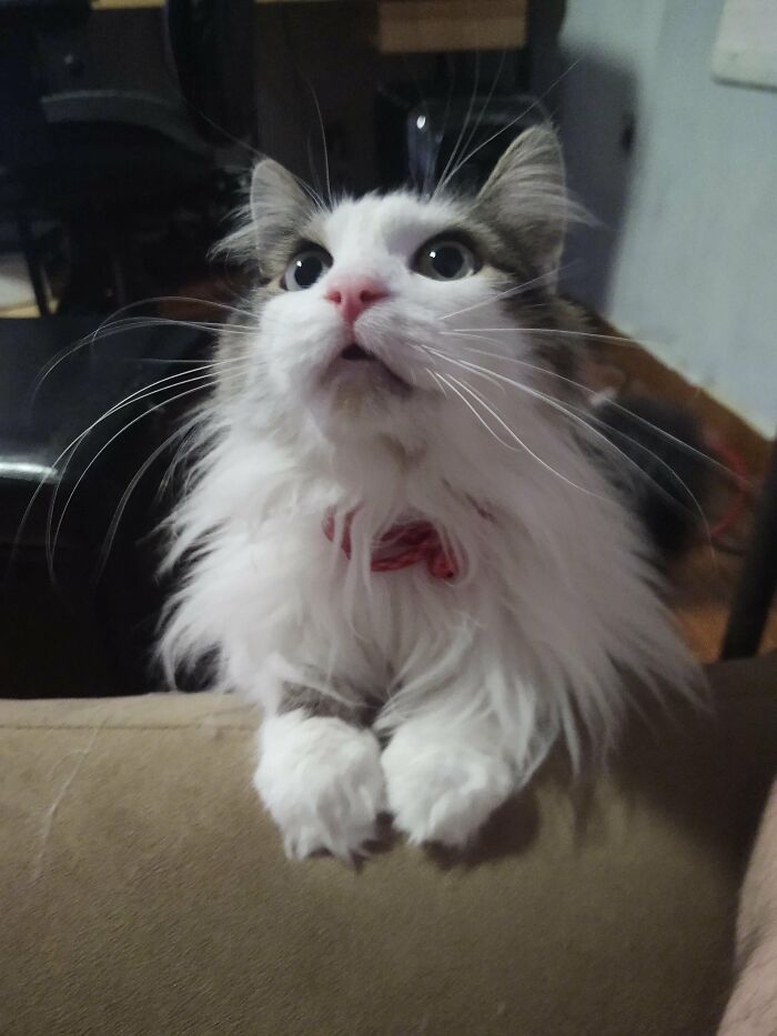 Adopted This Beautiful Girl Saturday