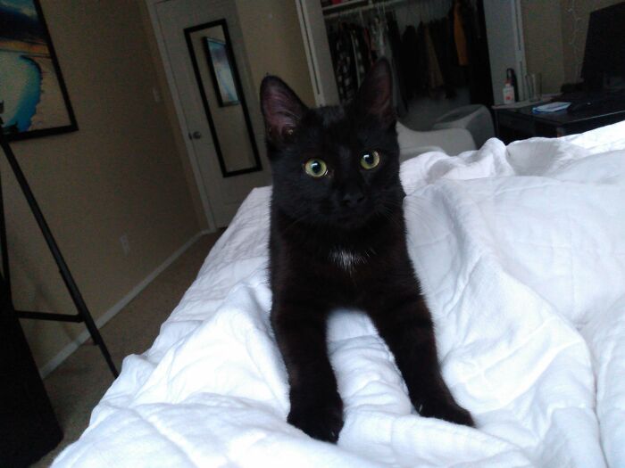 I Was Recently Adopted By My First Ever Black Cat And I'm In Love