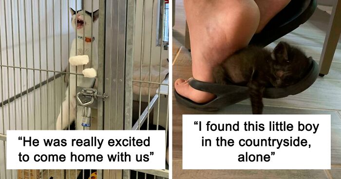 40 Most Wholesome Rescue Pet Photos Of The Month (March Edition)