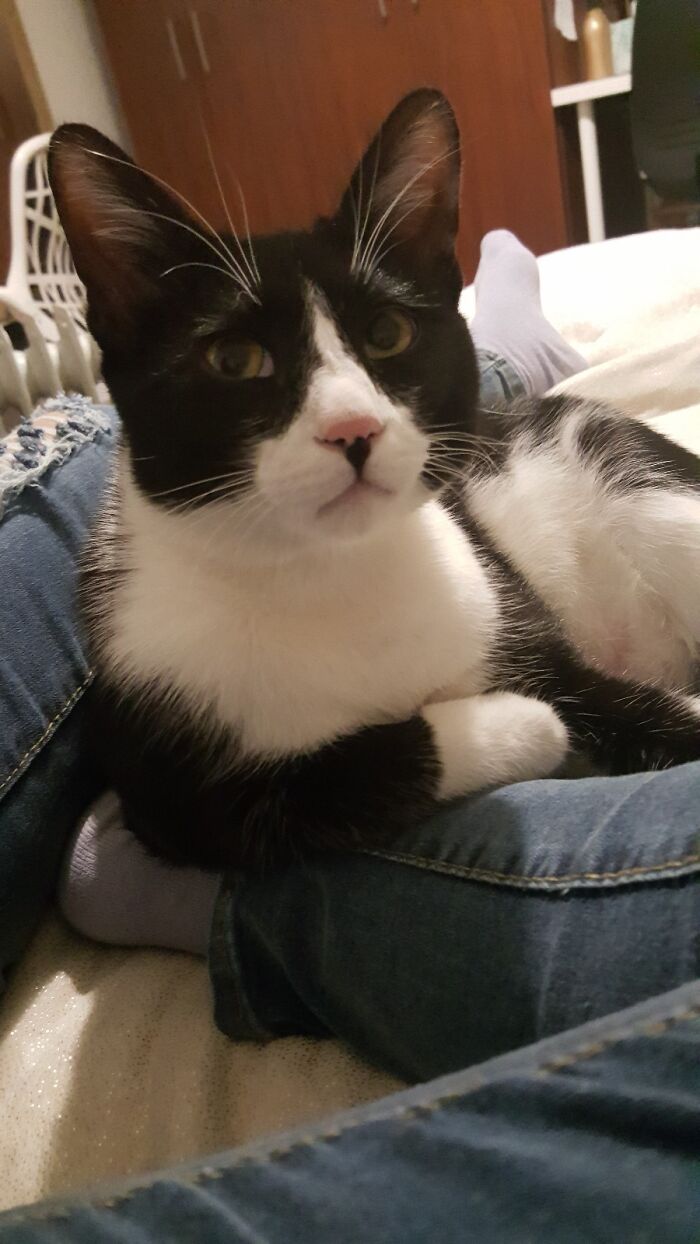 I Don't Always Adopt Pets, But When I Do, They Are 100% Meme-Worthy (This Is Bamba, Named After The #1 Most Popular Children's Snack In Israel)