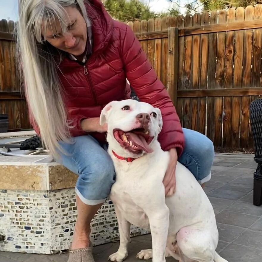 This Underweight Pit Bull Was Found In An Abandoned Apartment, But Her Fortune Has Turned, And Now She's Safe