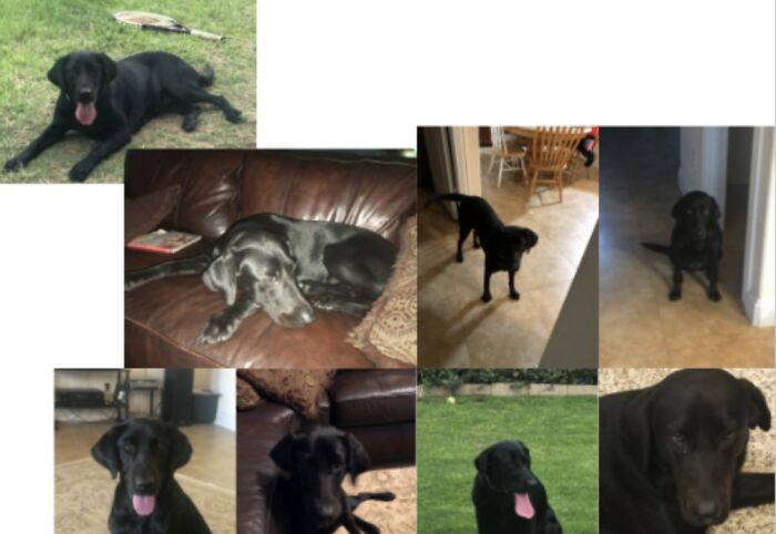 Bella The Black Lab From Dallas, Tx.