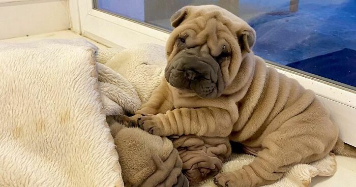 This Shar Pei Is Tricking People On The Internet Into Thinking He’s A Scrunched-Up Blanket (53 Pics)