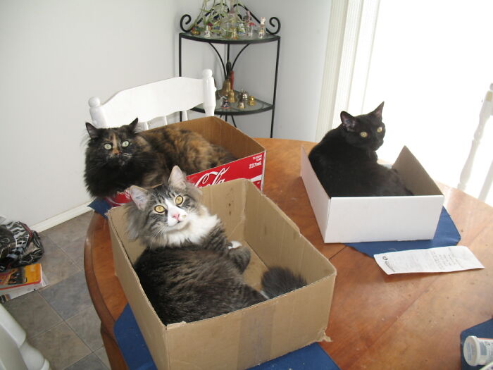 Box Cats