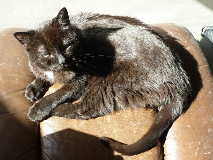 This Is Diesel, Named For Her Incredibly Loud Purr. I Thought She Was Black When I Got Her, But She Was A Glorious Brown, With Ginger Ticking. Much Missed,