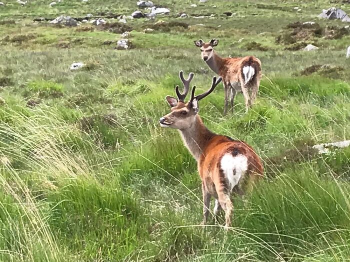 Wicklow, Ireland Smiing Deer