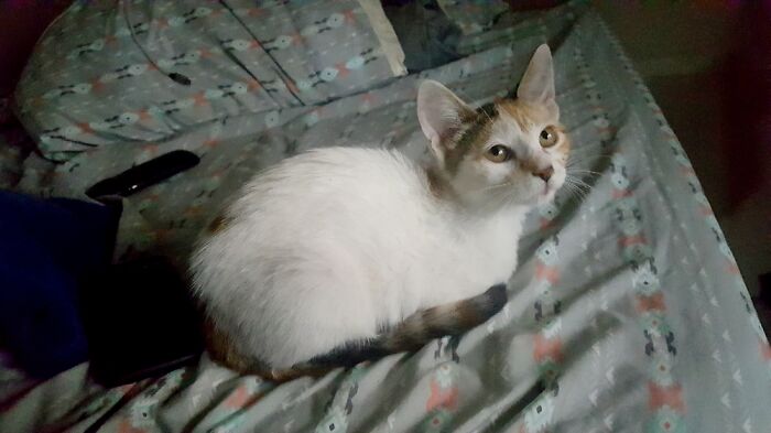 This Is Detta. She Showed Up On My Porch At This Size. She's Not Grown That Much Since.