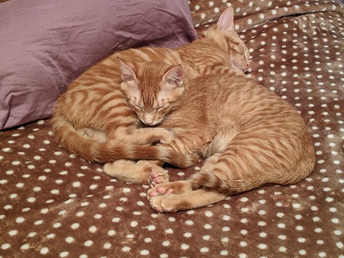 Snuggling Ginger Brothers.