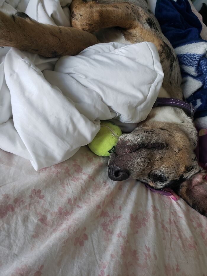 Pup Life Is Exhausting