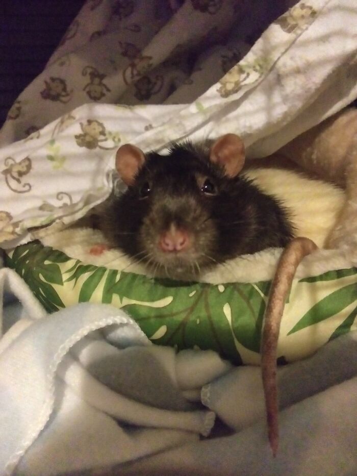 Lewis Wants To Say Hi!