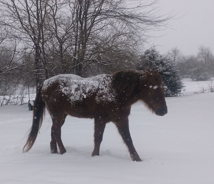 Hes So Chubby The Snow Doesn't Melt! Talk About Good Insulation!