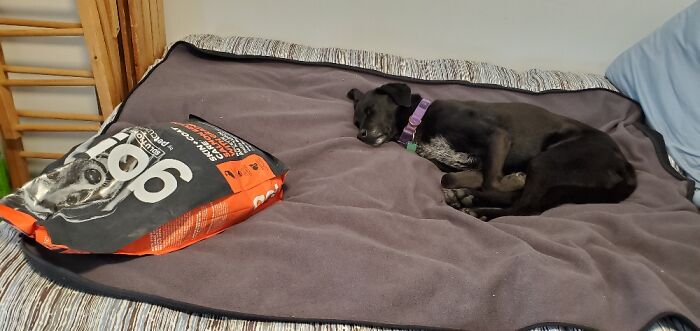 Her Self-Restraint Is Commendable. Sleep > Food, After All!