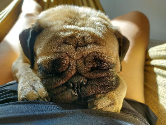 A Nap In The Hammock After A Good Brisk Walk.