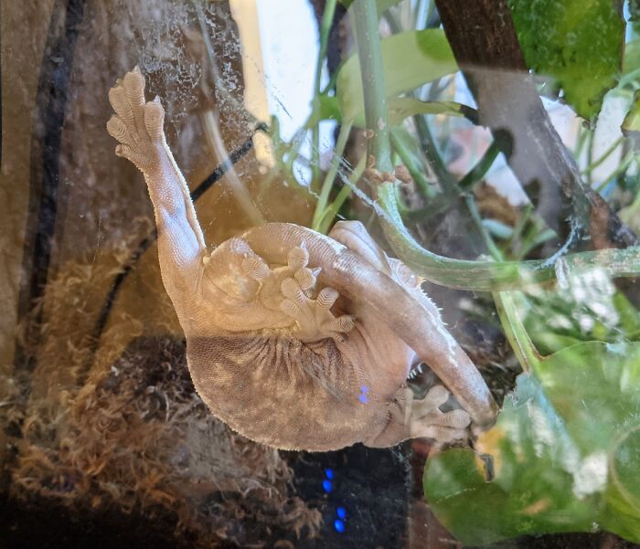 Albert My Crested Gecko Sleeping...with His Eyes Opened. Crested Gecko Don't Have Eyelids. 🤷