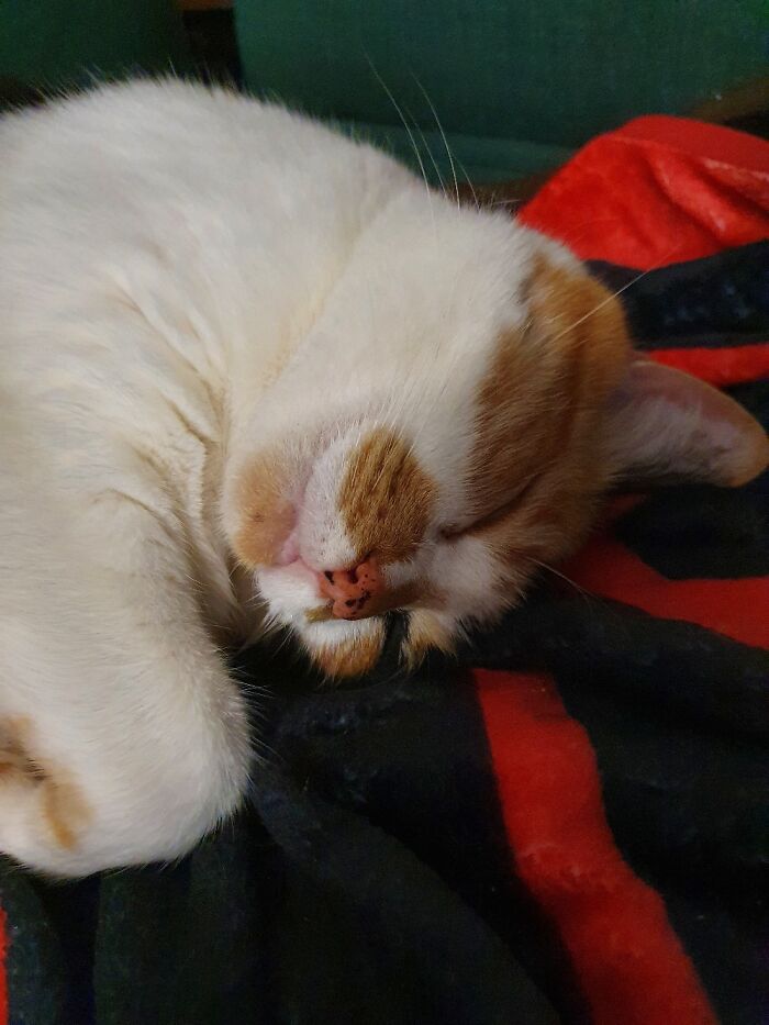 Kaos One Of Our Rescue Kitties