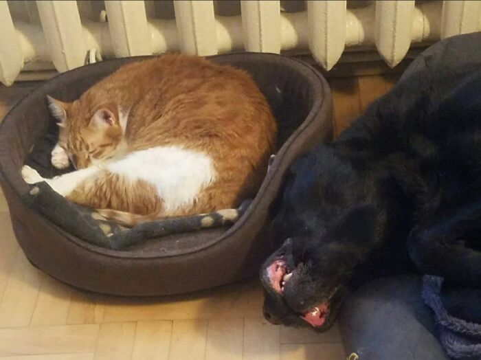 Took Me 10 Years To Capture My Doggo Like This. He Always Woke Up. Guess He Was Very Tired