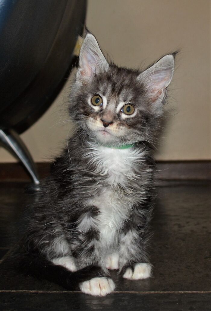 This Is Zod, He Is Now 3 Years Old And Has Grown In To His Ears